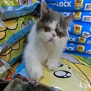 ลูกแมวเปอร์เซียหน้าบี้ เพศผู้