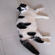 โคขุน เด็กชาย หูพับดีด ลายวัวหาบ้าน