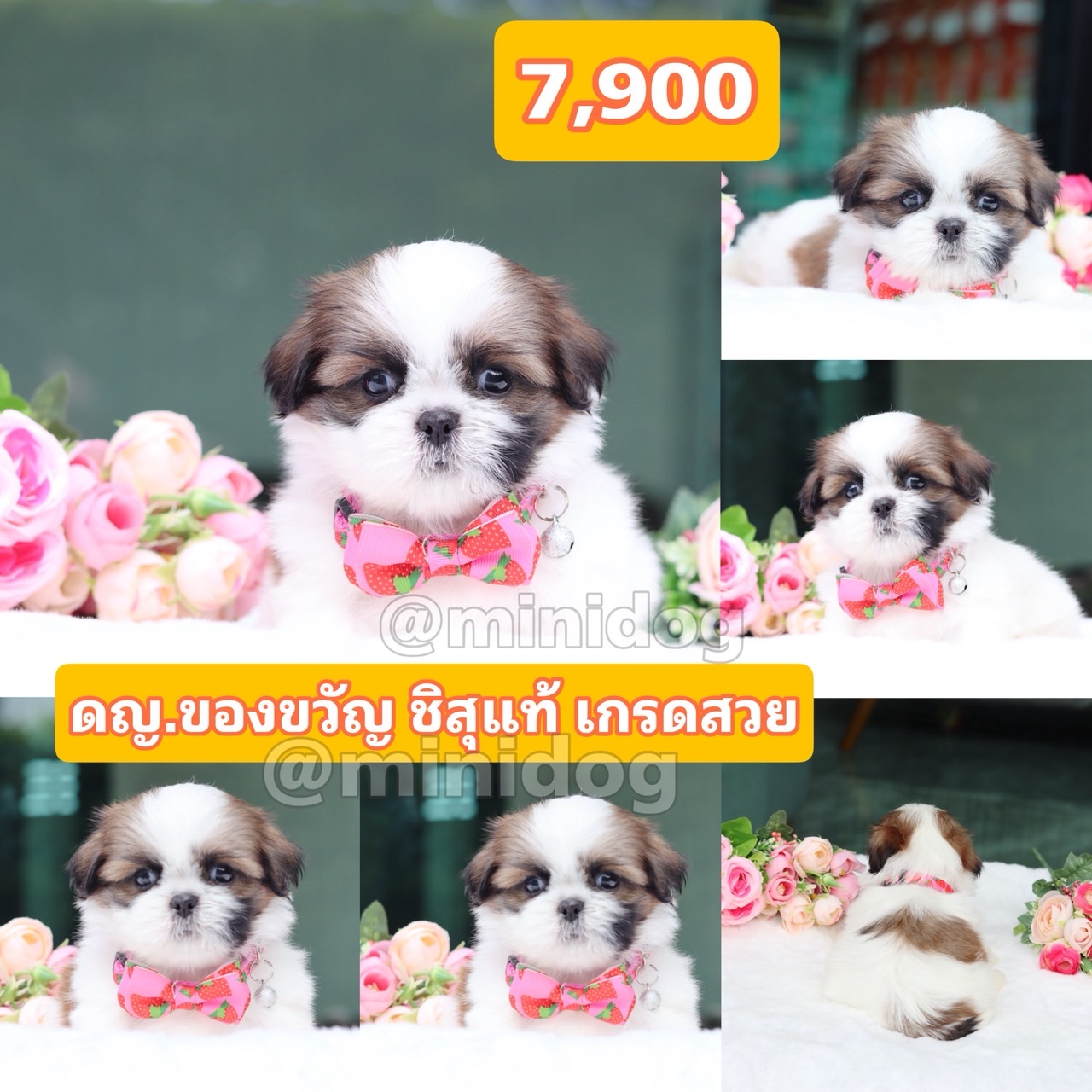 ชิสุแท้เกรดสวย