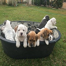 ขายลูกหมา พันธุ์อเมริกัน บูลลี่ (Bully Pocket)