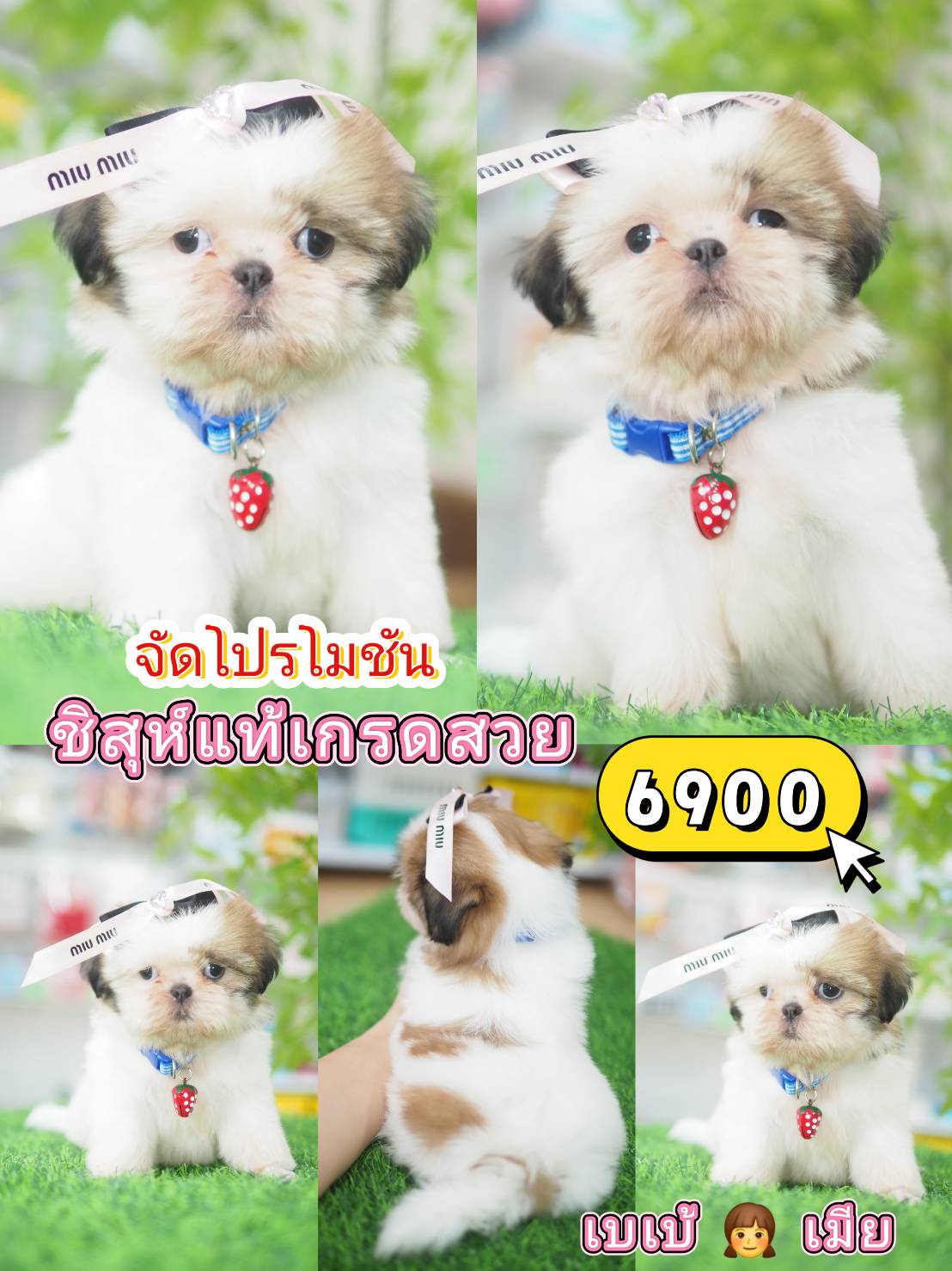 Shihtzu