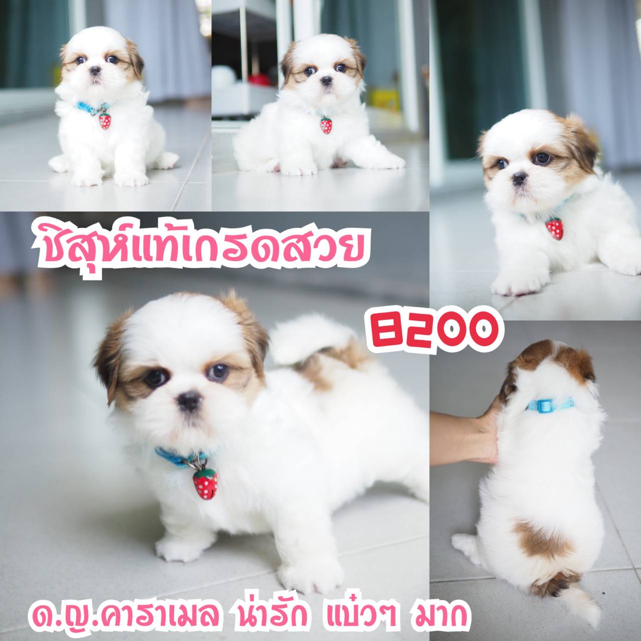 ชิสุแท้ กิ๊ฟซ่า