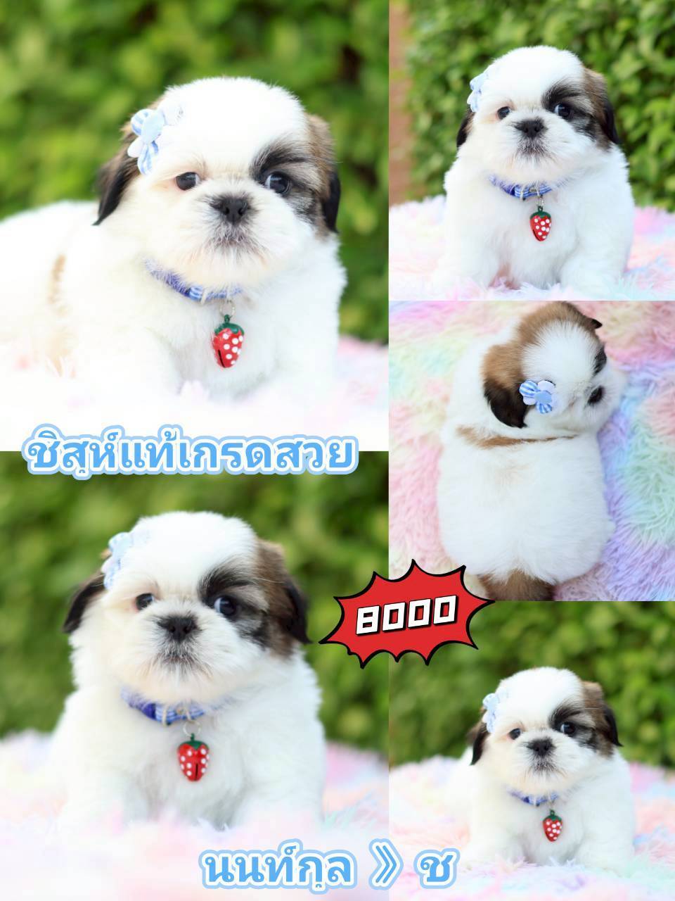 Kibzaa shihtzu