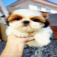 ชิสุแท้เกรดพ่อพันธ์ พร้อมส่วนลด ❤️บ้านกิ๊ฟซ่าอัพเดท 24/11