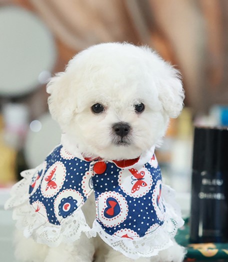 BCM-85603 บิชองฟรีเซ่ เพศผู้หน้ากลมสีขาวนวล ตากลม น่ารัก สนใจน้องสอบถาม Line:@he...