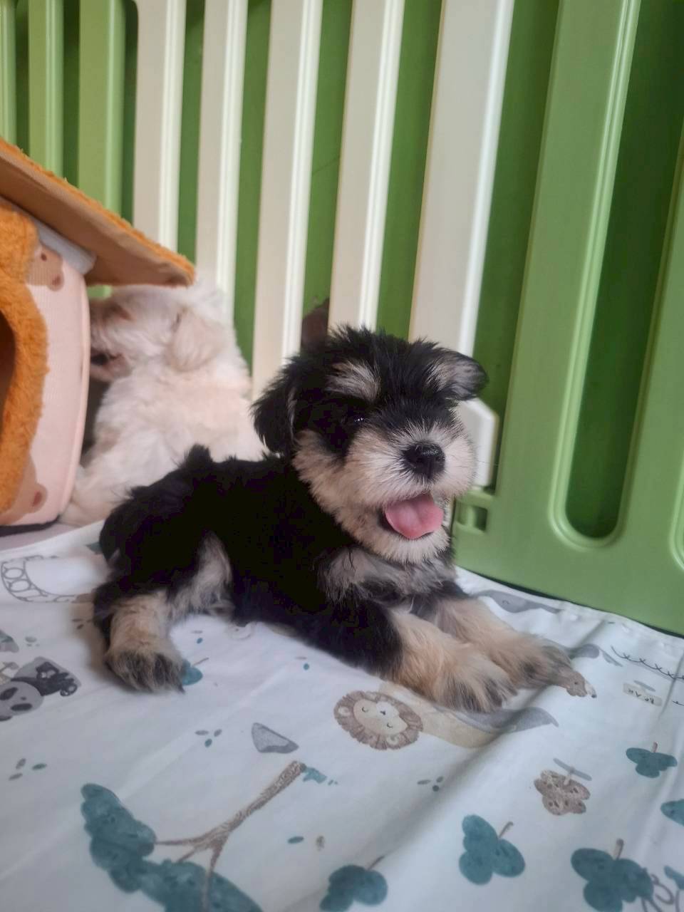 เด็กๆหาบ้านค้าบ