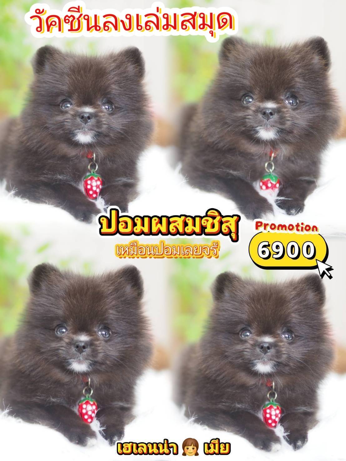 ปอม 6900