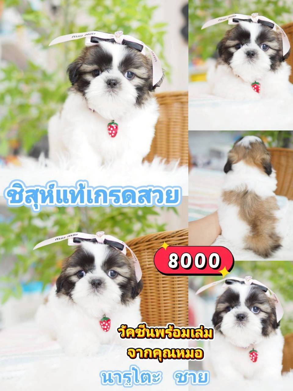 ชิสุห์แท้ ❣️ วัคซีน