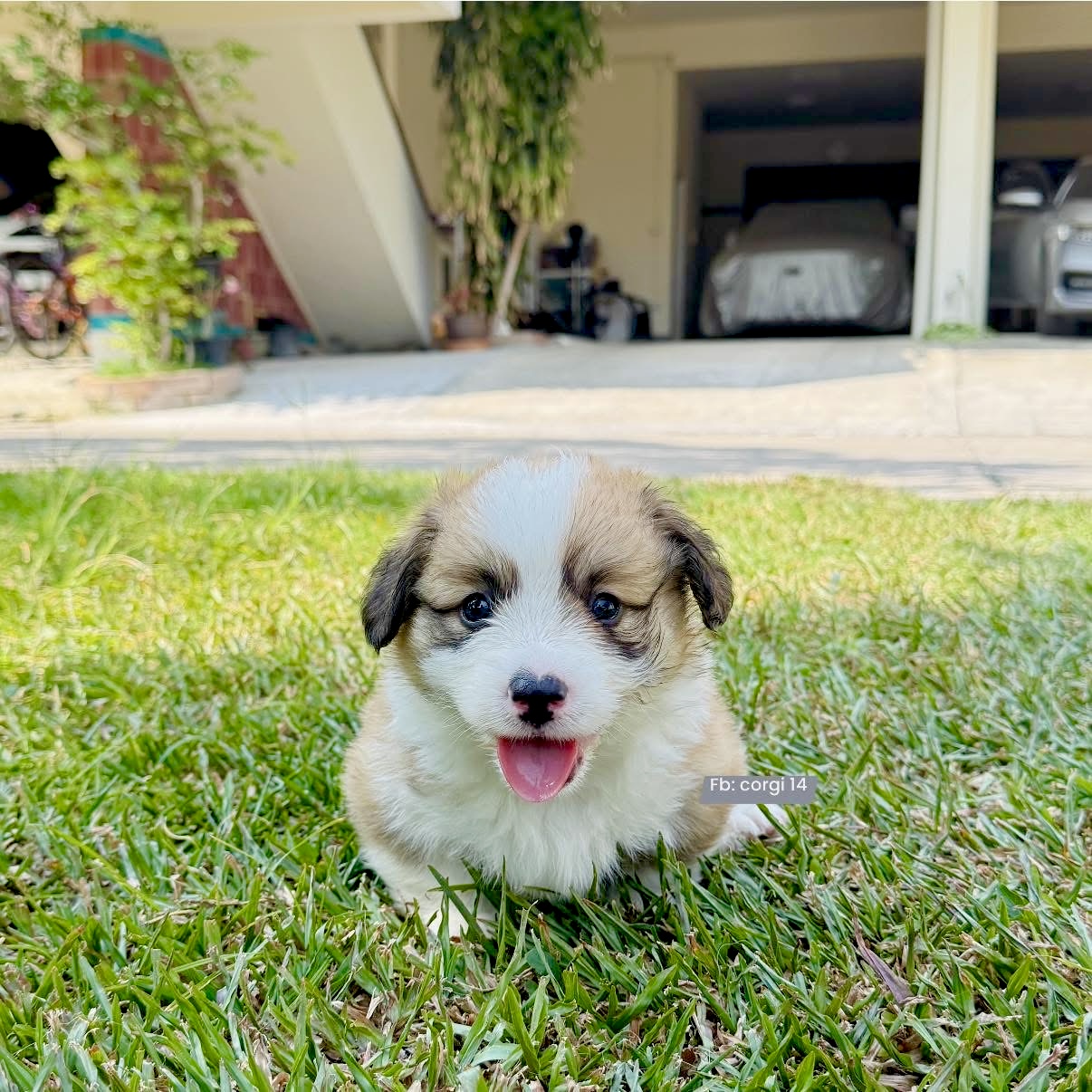 Corgi สุดน่ารัก