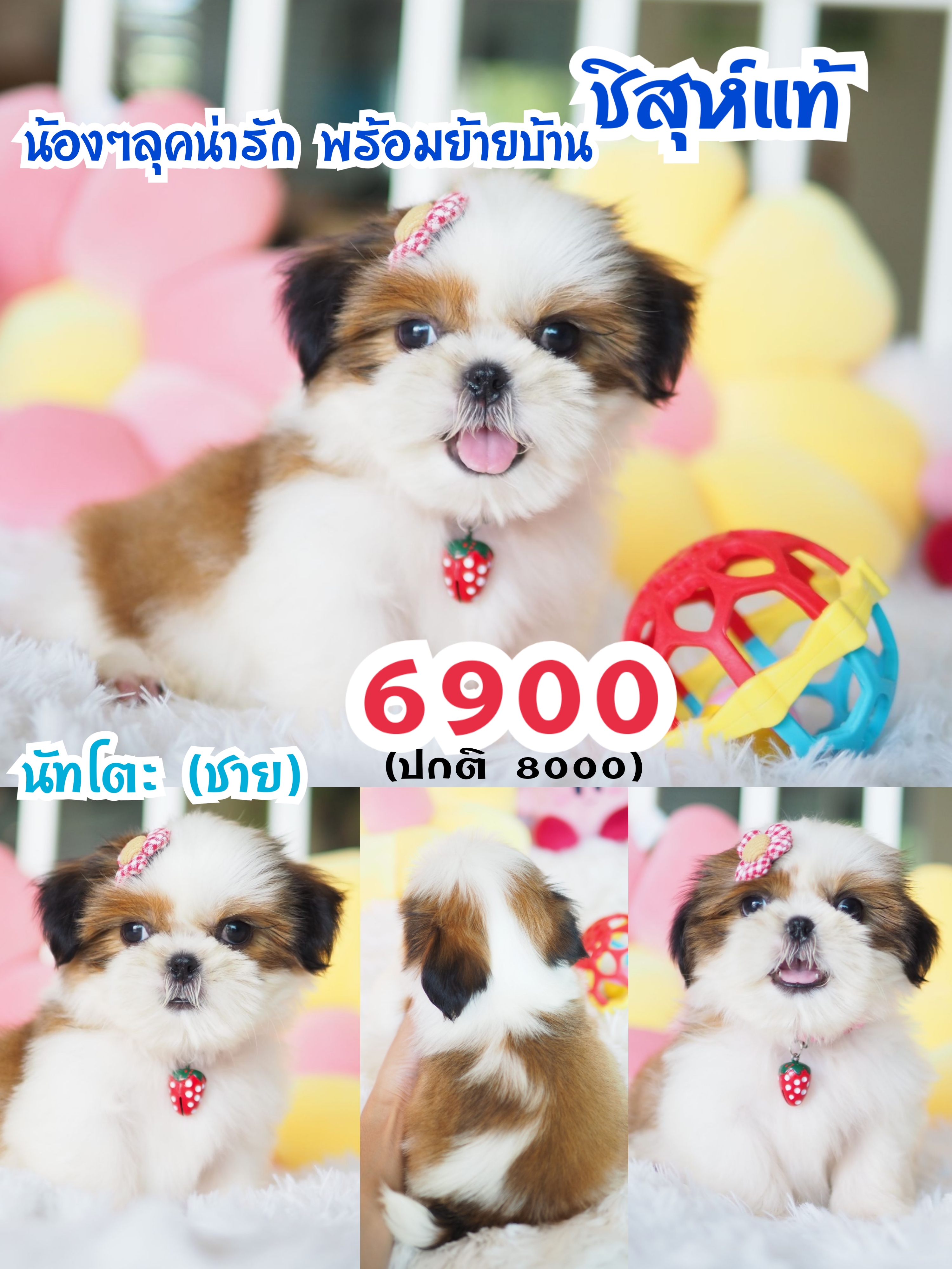บ้านหมาน่ารัก กิ๊ฟซ่า