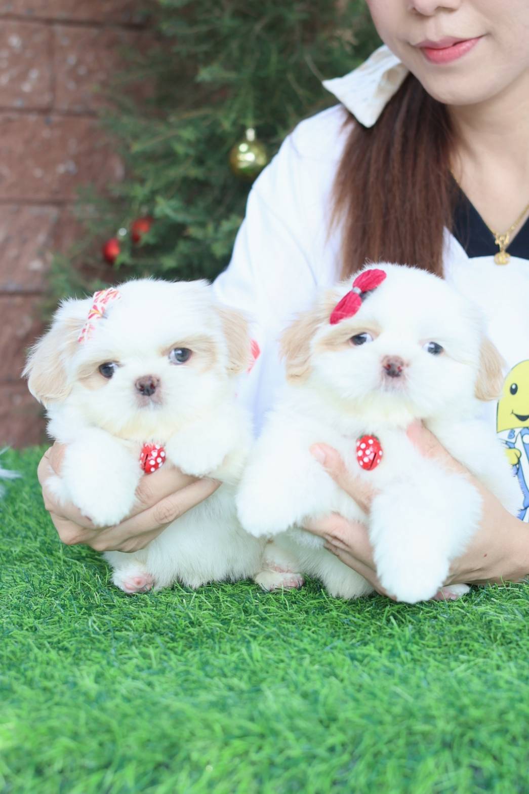 Kibzaa shihtzu