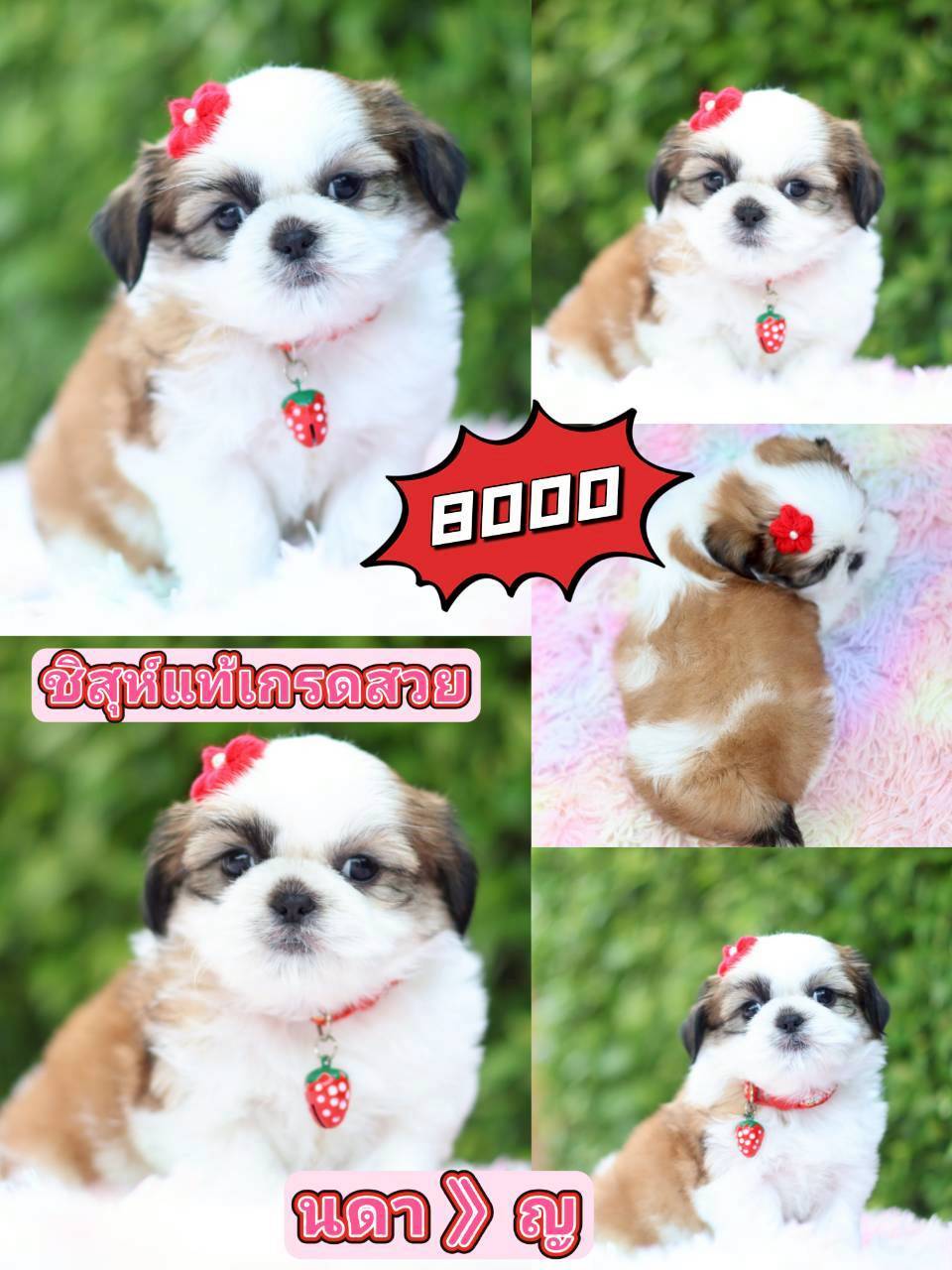 Kibzaa Shihtzu
