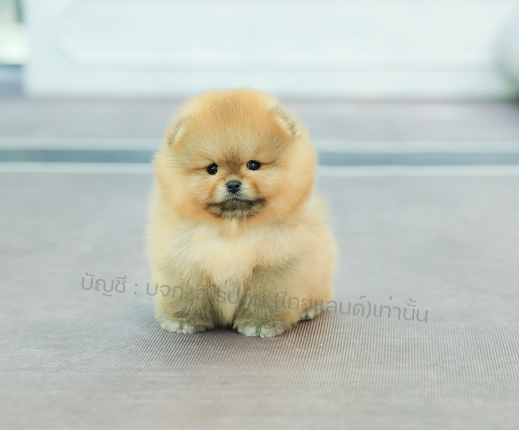 ปอมแท้ ปอมหน้าหมี HRM-10841 เพศชาย สีส้ม อายุ 2 เดือน ขนแน่น ขาใหญ่ กินเก่ง หน้า...