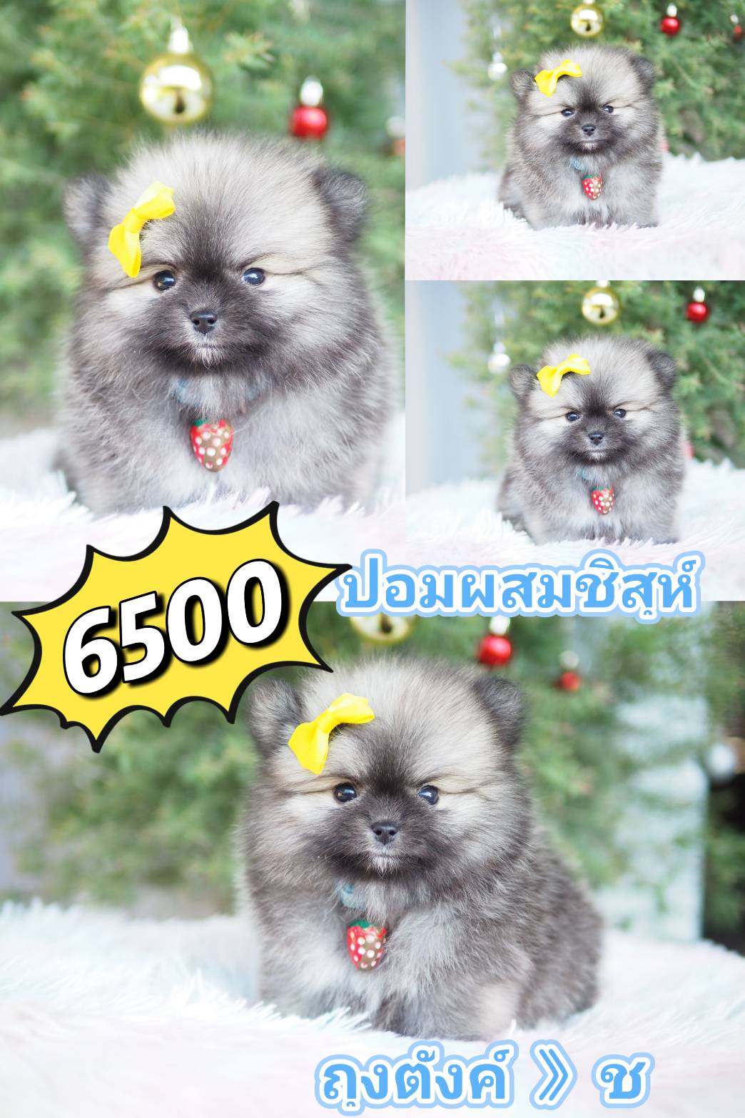 ชิสุ