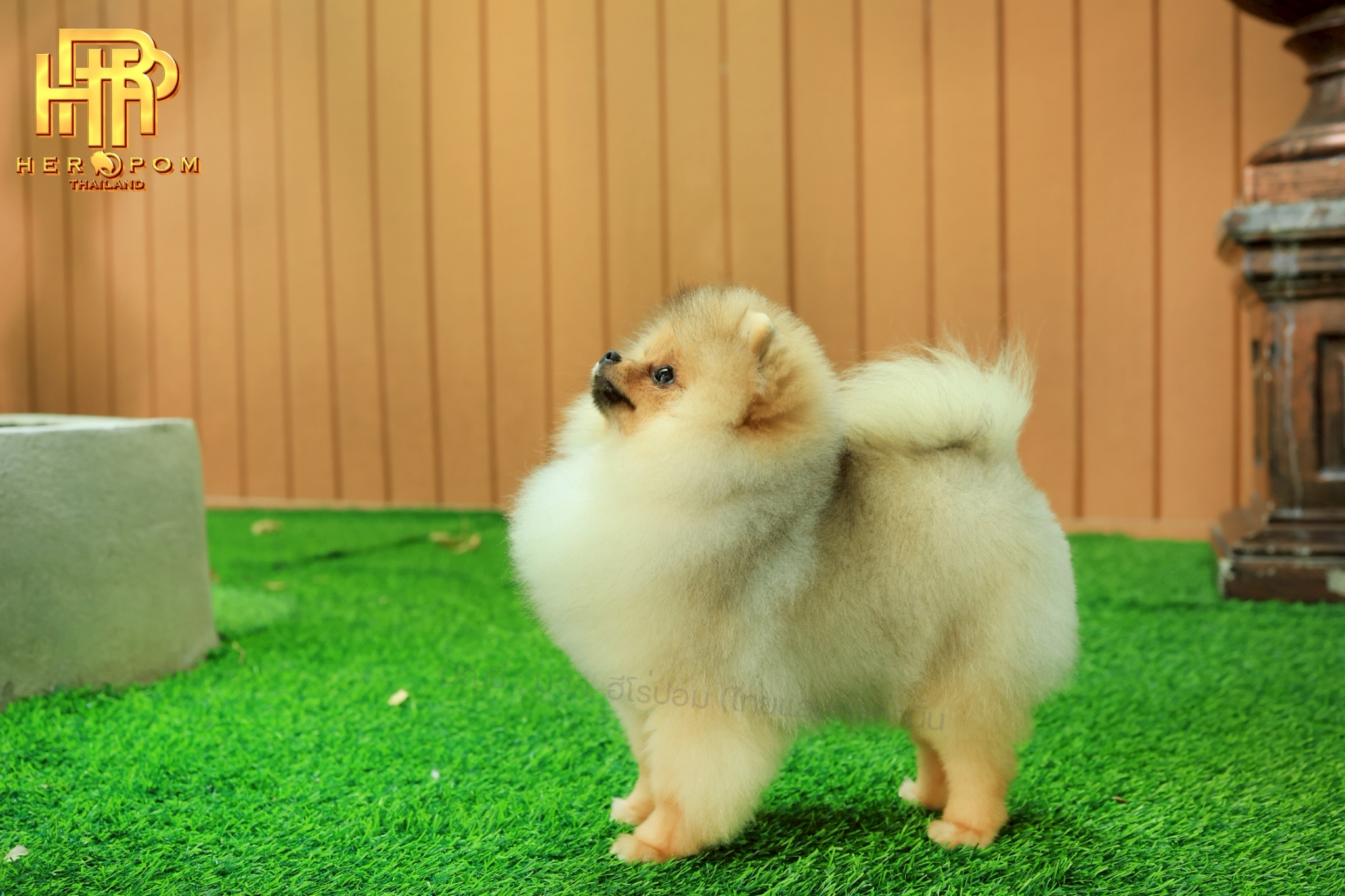 ปอมแท้ ปอมหน้าสั้น HRF-10705 เพศหญิง สีส้ม น่ารักมาก ๆ ถ่ายรูปแล้วขึ้นกล้องสุด ๆ...