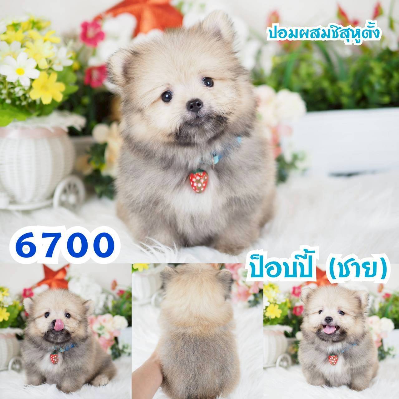 กิ๊ฟซ่า ชิสุห์