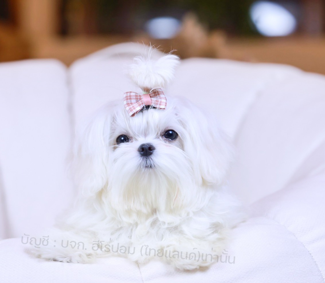 มอลทีส MTF-62070 เพศหญิง สีขาว ตัวเล็กตัวน้อยมาก ๆ ขาสั้น ขนแน่นฟู หน้าตาทะเล้น...