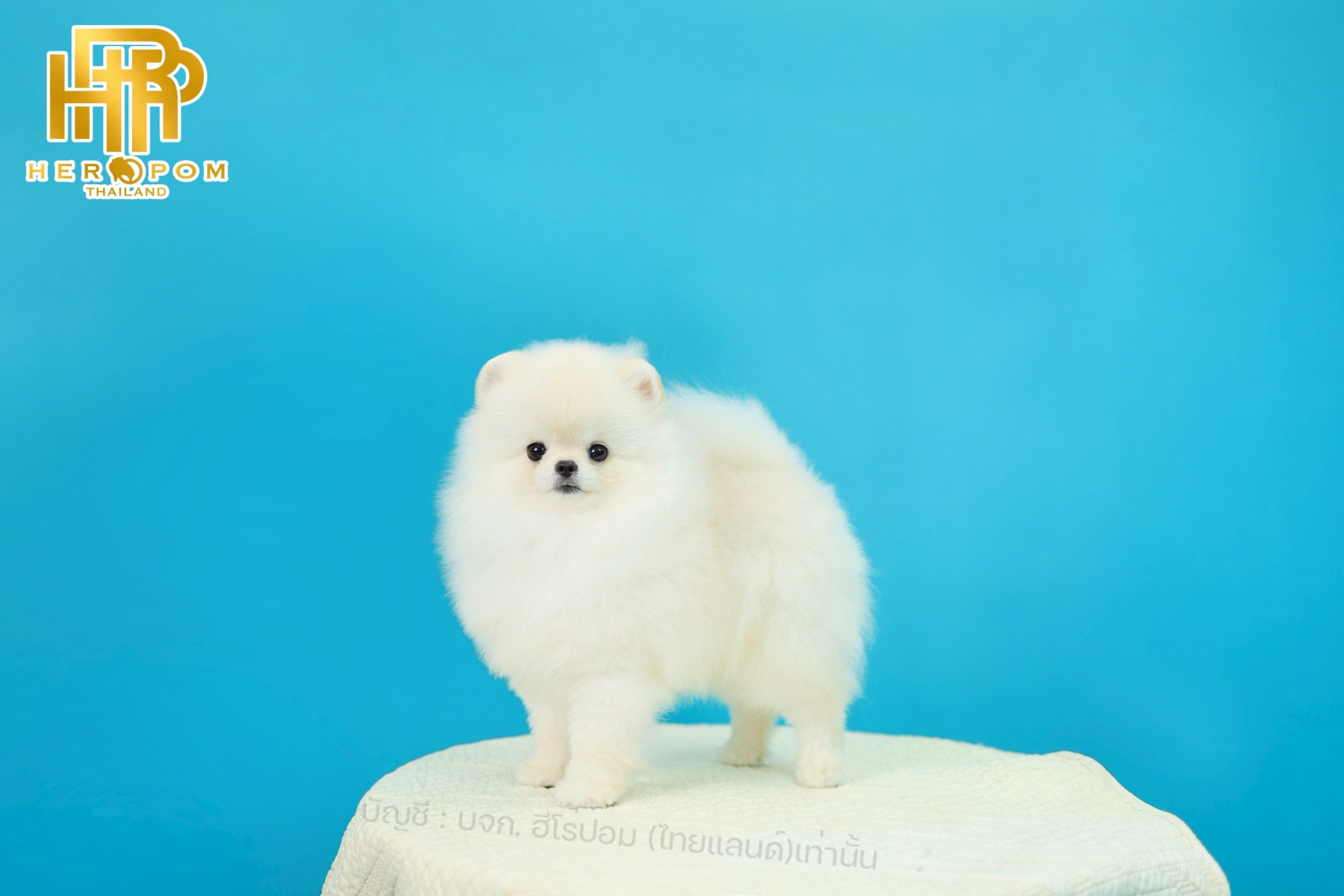 ปอมแท้ ปอมหน้าสั้น HRM-68774 เพศชาย สีขาว อายุ 4 เดือน น่ารักมาก ๆ ถ่ายรูปแล้วขึ...