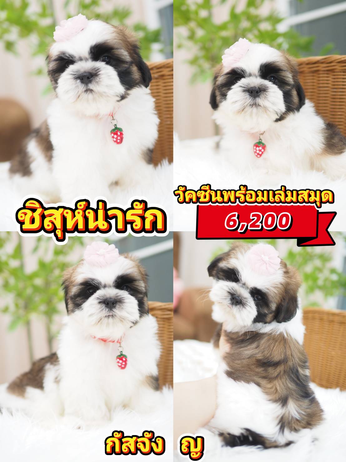 กิ๊ฟซ่าชิสุ ❤️ กทม