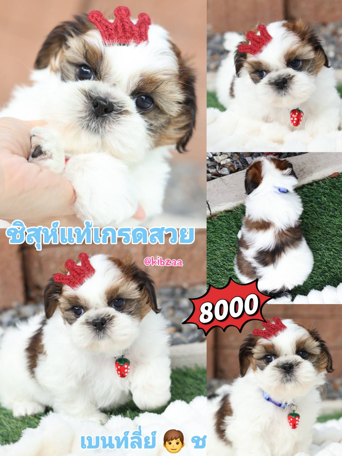 Kibzaa shihtzu