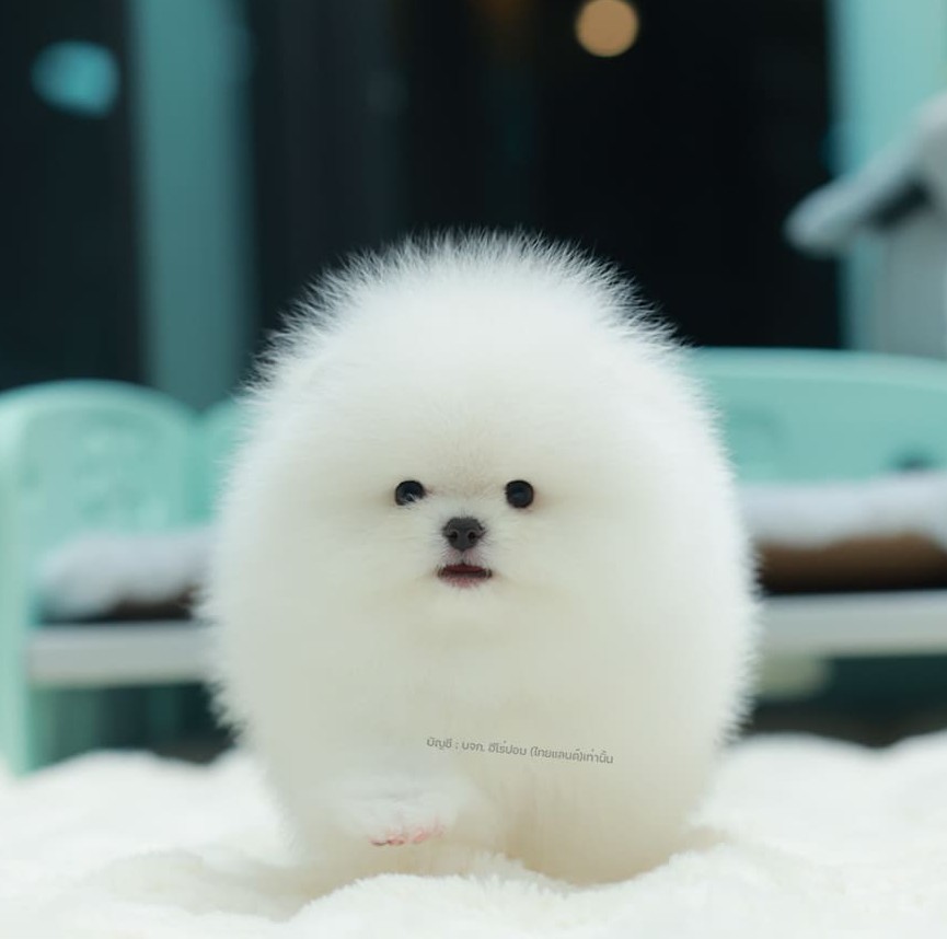 ปอมแท้ ปอมหน้าหมี HRM-10565 เพศชาย สีขาว ตัวจิ๋วตัวเล็ก แก้มอ้วน น่าฟัดมาก ๆ ตอน...