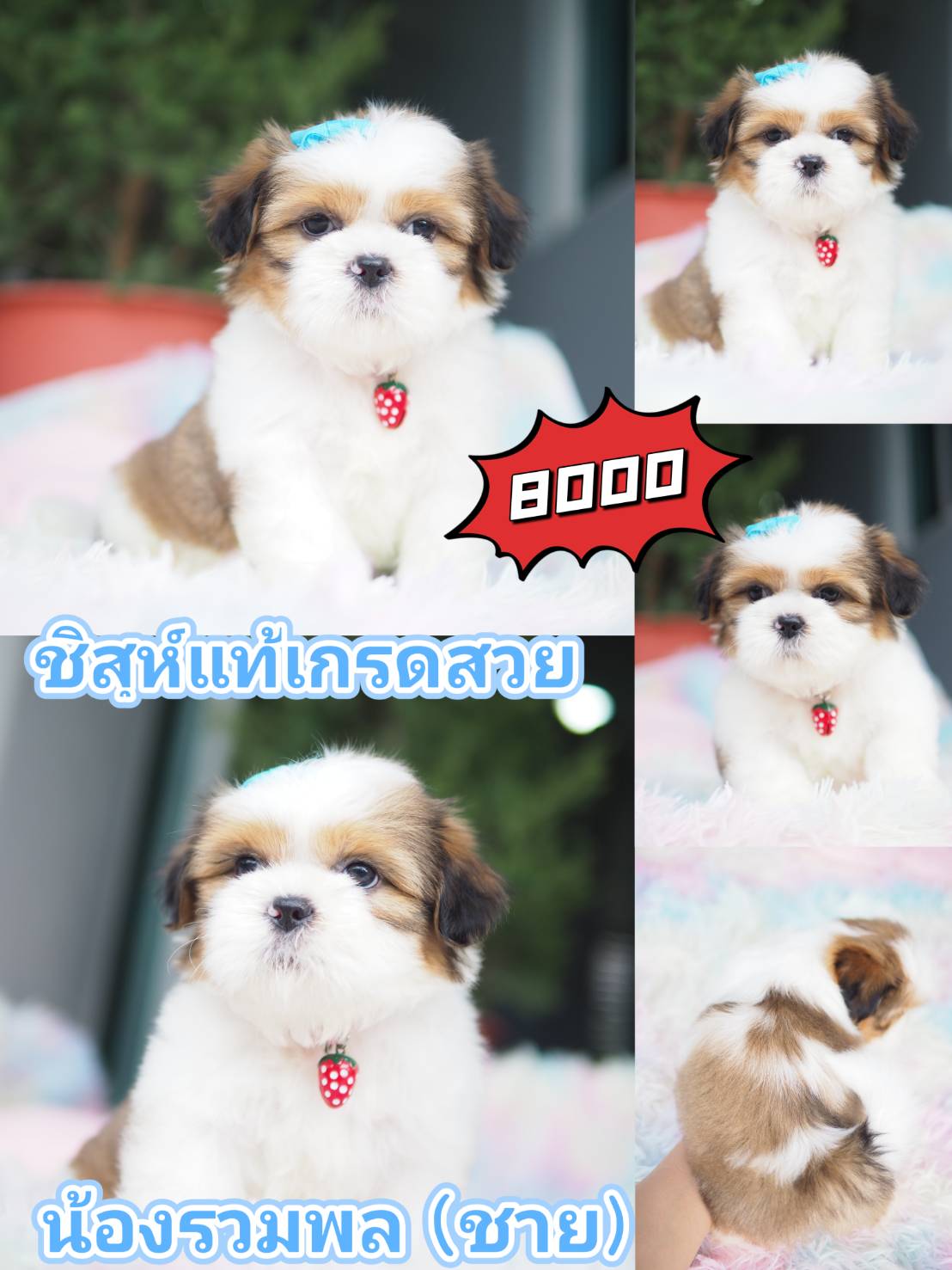 Shihtzu  กิ๊ฟซ่า ชิสุห์แท้