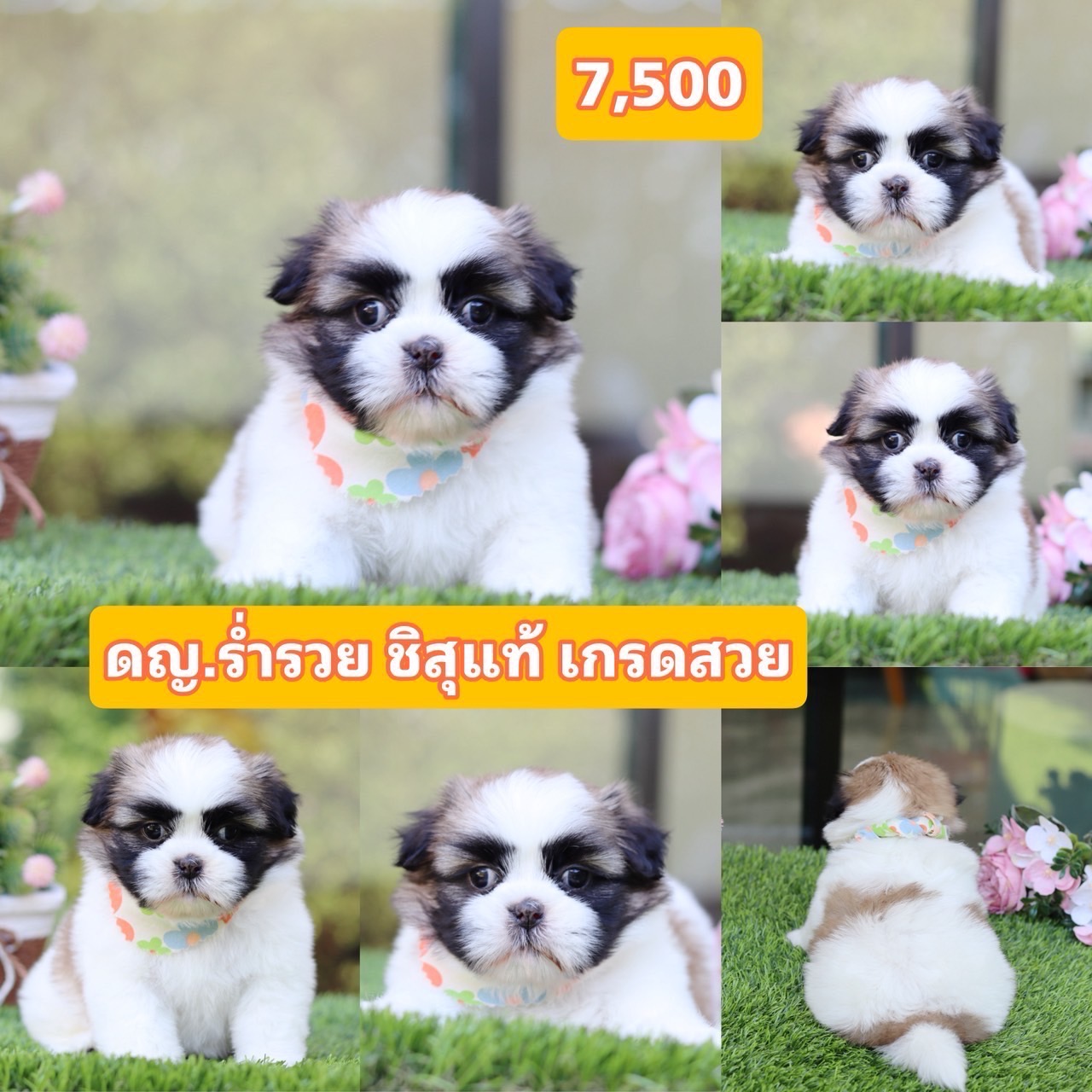 ชิสุแท้เกรดสวย