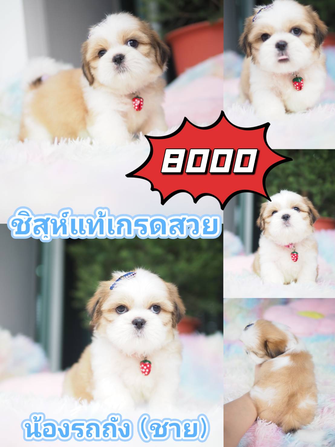 Shihtzu  กิ๊ฟซ่า ชิสุห์แท้