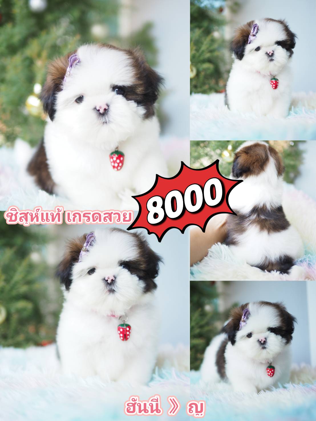 กิ๊ฟซ่า ลดได้ๆ จ้า