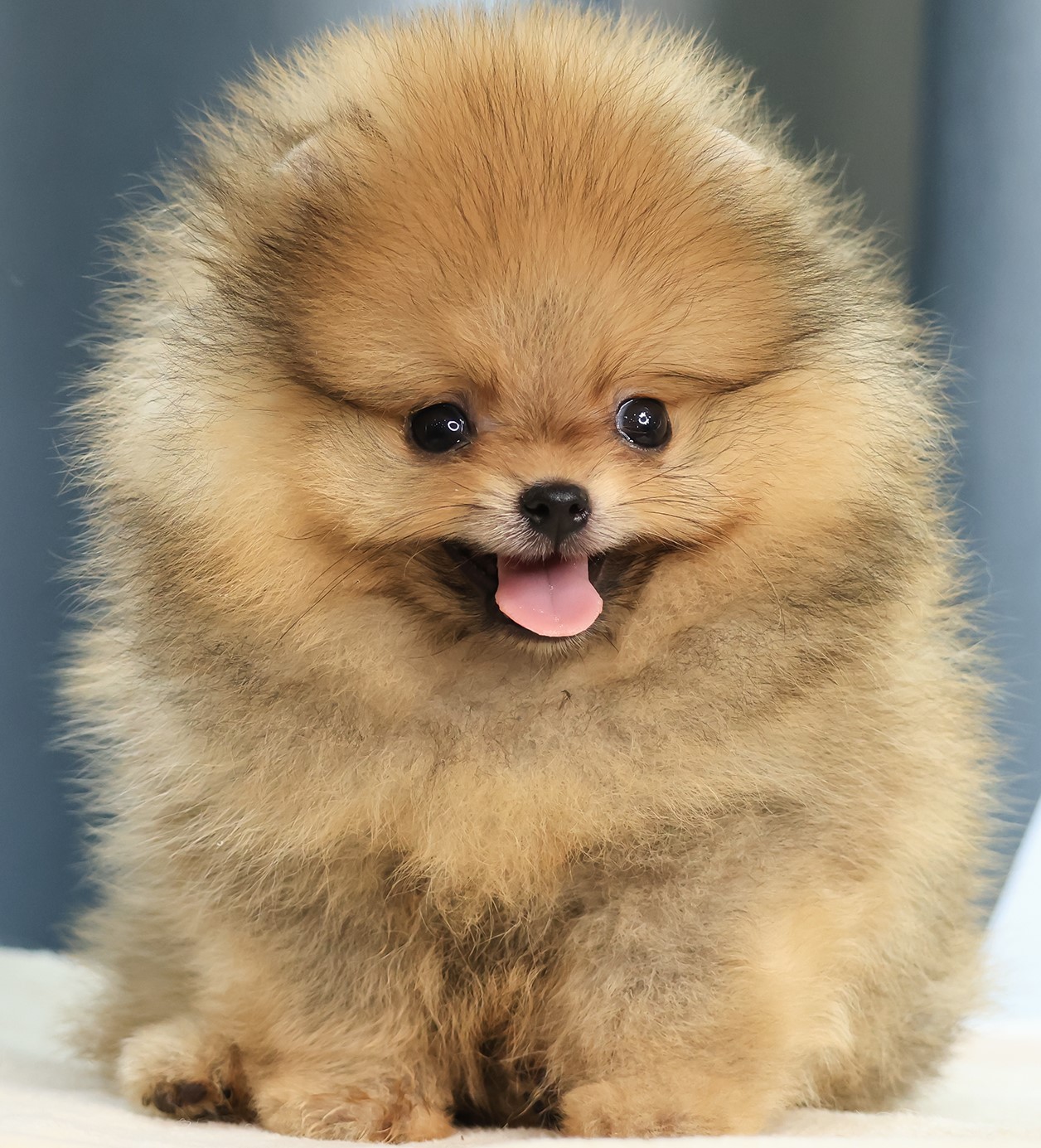 ปอมแท้ ปอมเมอเรเนียน HRM-26511 เพศชาย สีส้ม อายุ 2 เดือน หน้าตาน่ารัก ขาสั้น ขนแ...