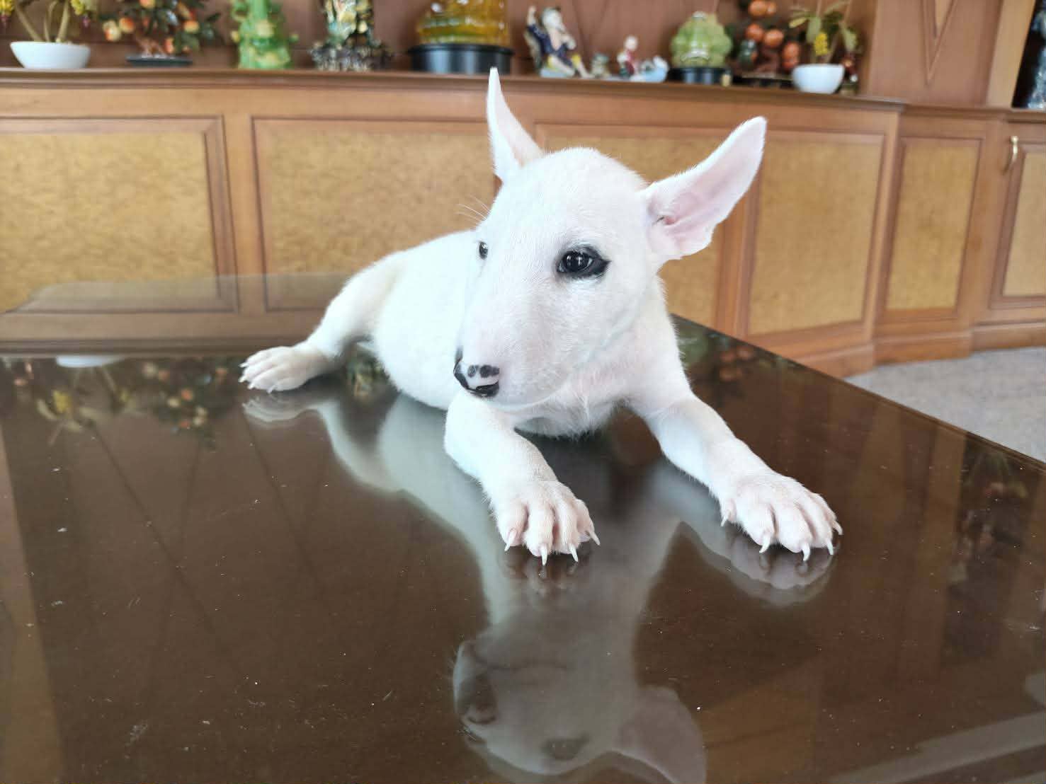 Standard Bull Terrier (สแตนดาร์ด บูลเทอร์เรีย)