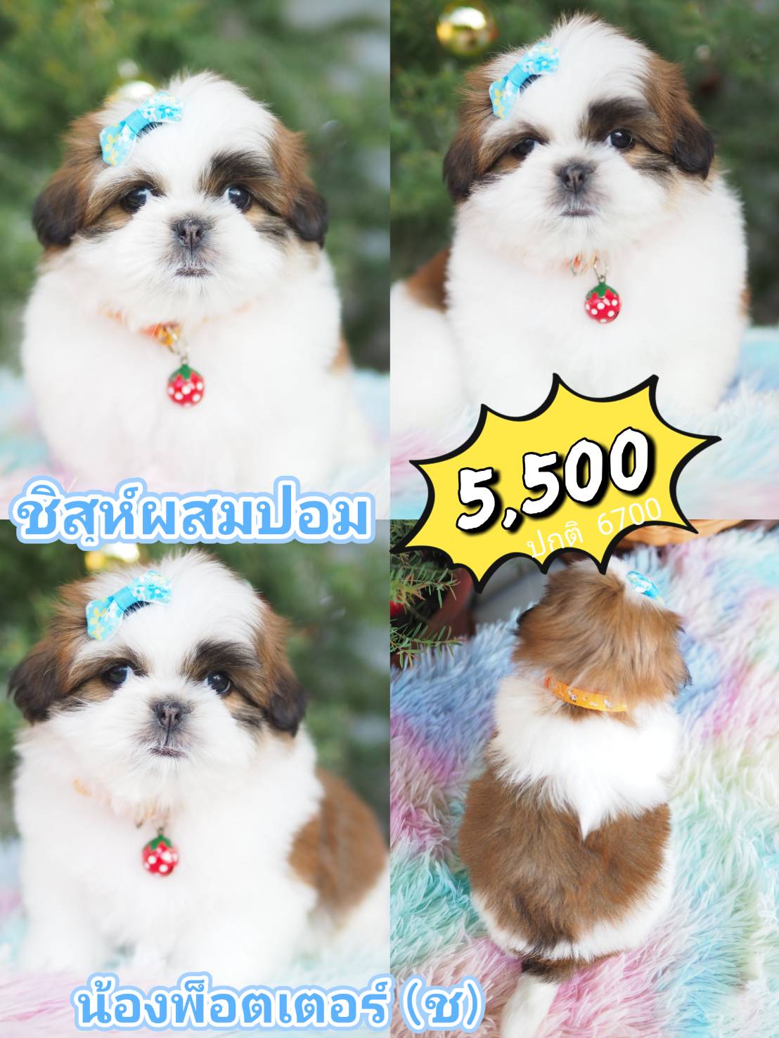 ชิสุห์ปอม  กิ๊ฟซ่า  5500