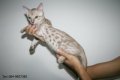 ((((((( *** ขายแมว สโนว์เบงกอล (Snow Bengal) เพศผู้ อายุ 2 เดือน *** )))))))