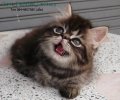 (((((( *** ขายแมว เปอร์เซียแท้ Mackerel Tabby Persian ตัวอ้วน ขนฟู เพศผู้ สาย CF...