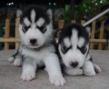 น้องหมาไซบีเรียนเพศเมีย 3 เพศผู้ 1 สีขาวดำ ตาฟ้าคู่ ราคาไม่แพง
