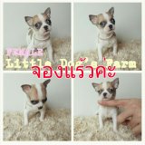 LITTLE DOG'S FARM : น้องได้บ้านใหม่ใจดีแร้วค่ะ!!