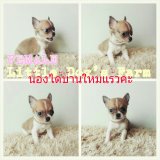 Little Dog's Farm น้องได้บ้านใหม่ใจดีแร้วค่ะ!!