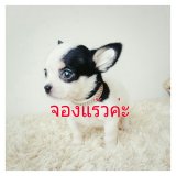 LITTLE DOG'S FARM :: จองแร้วค่ะ