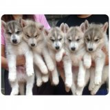 ไซบีเรียนสีขาวเทาราคากันเอง