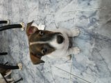 ขายลูกสุนัข jack russell คอกแรกเลยจร้า