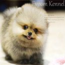 FYPOM KENNEL: จำหนายลูกสุนัขพันธุ์ปอมหลากหลายสี สายเลือดดี ลูกหลานแชมป์