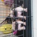 ปั๊ก ช ญ ขายคู่ละ 8,500 ค้ะ