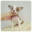 LITTLE DOG'S FARM : น้องได้บ้านใหม่แร้วค่ะ