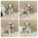 LITTLE DOG'S FARM : น้องได้บ้านใหม่แล้วค่ะ!!