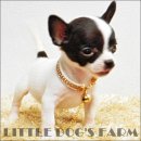 LITTLE DOG'S FARM : น้องได้บ้านใหม่ใจดีแร้วค่ะ POKENENG(น้องโป๊งเหน่ง)