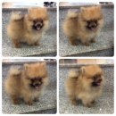 ปอมเพศผู้ 8500  ไซล์เล็ก ขนเยอะ อายุ 50 วัน 