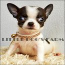 LITTLE DOG'S FARM : น้องได้บ้านใหม่แร้วค่ะ ชิวาวาขนสั้นสีแฟนซีขาวดำ