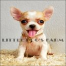 LITTLE DOG'S FARM :น้องได้บ้านใหม่แล้วค่ะ ชิวาวาเพศเมีย สีแฟนซีขาวน้ำตาล