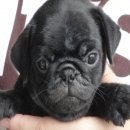 ขายลูกปั๊กดำเพศผู้ อ้วนสั้น สายแชมป์