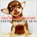 LITTLE DOG'S FARM : น้องได้บ้านใหม่แล้วค่ะ ขนสั้นตัวเล็กๆค่ะ สีชอคโกแลตแอนด์แทน